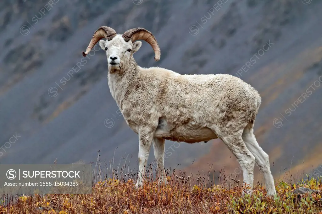 North America, the USA, Alaska, Brooks Range, Dall's sheep, Ovis dalli,