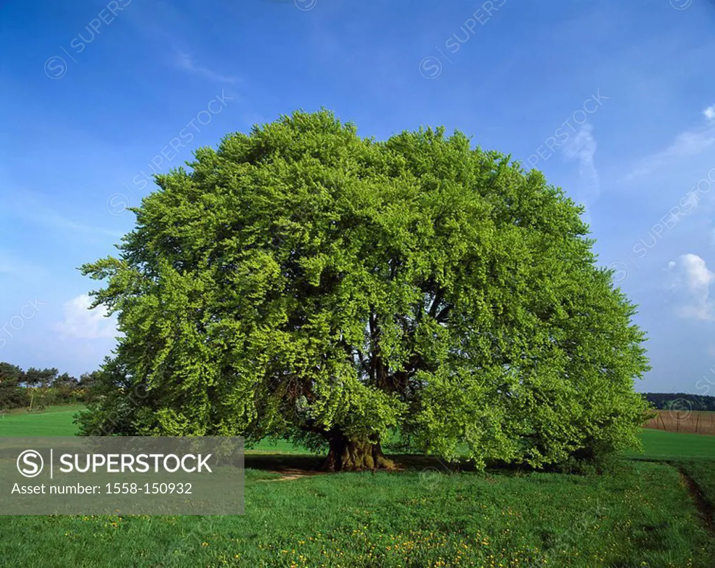 Meadow, beech, summer, tree, broad_leafed tree, solitaire_tree, nature, deserted, season,