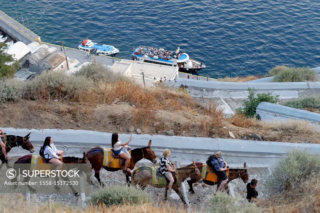 American tourists riding on donkeys from the crater edge to the harbour of Fira, island Santorin, the Aegean Sea, the Cyclades, Aegean islands, Greece