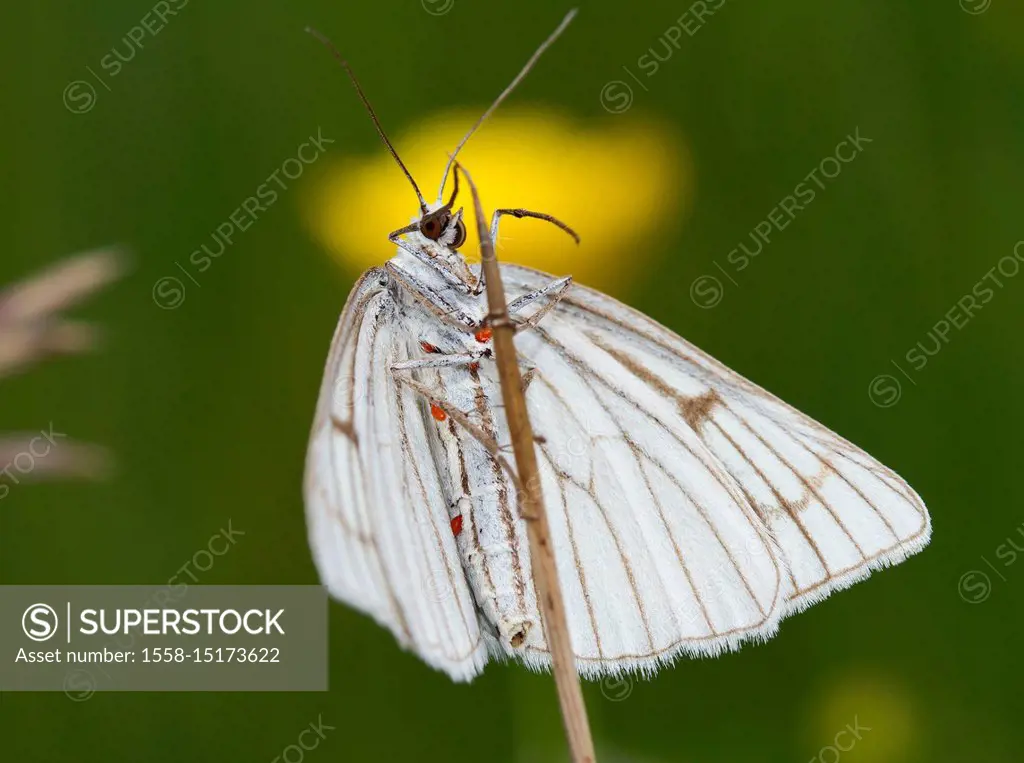 black-veined moth with parasites, red mites, Siona lineata, Murnau, Bavaria, Germany