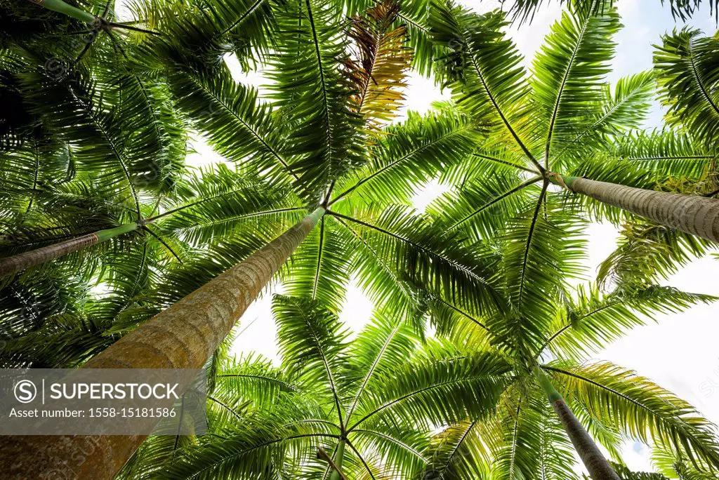 St. Kitts and Nevis, St. Kitts, Molineux, palm tree