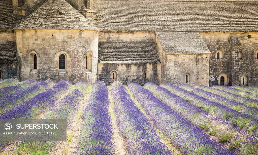 Senanque abbey, near Gordes, Provence, France