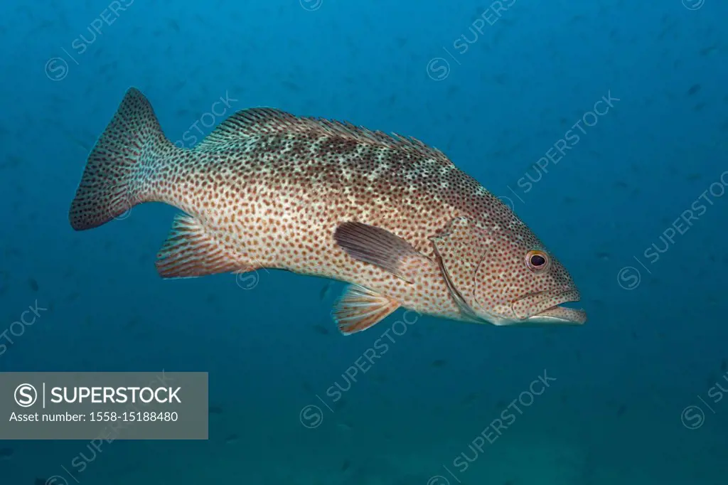 Gulf Grouper, Mycteroperca jordani, Cabo Pulmo, Baja California Sur, Mexico