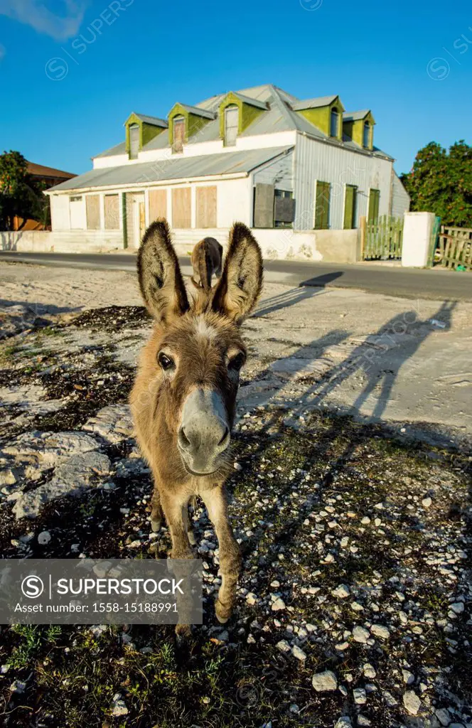 Wild donkeys walking aorund Cockburn town, Grand Turk, Turks and Caicos