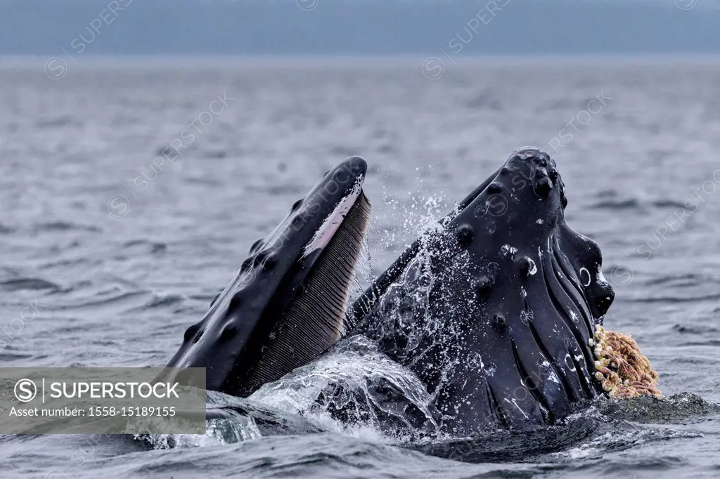 Humoback whale lunge feeding with mouth wide open in Broughton Archipelago Provincial Marine Park off Vancouver Island, British Columbia, Canada.