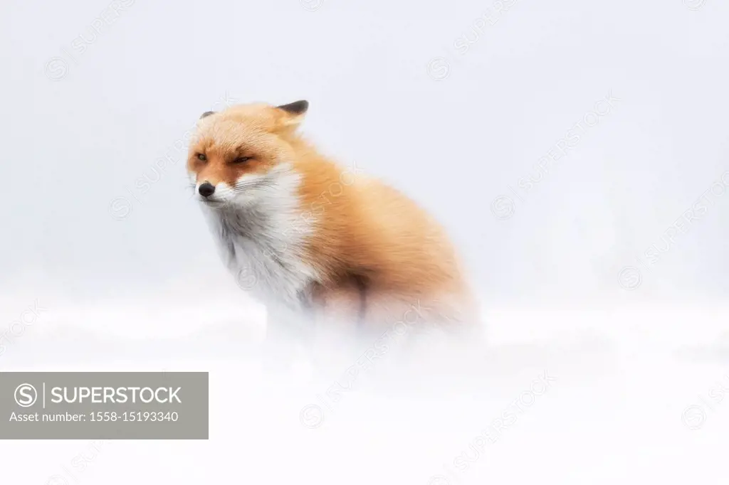 Red fox, Notsuke peninsula, Shibetsu, eastern hokkaido, Japan.