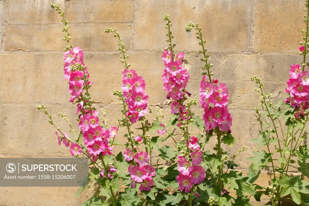 Blossoming pink common hollyhocks in front of brown stone wall,