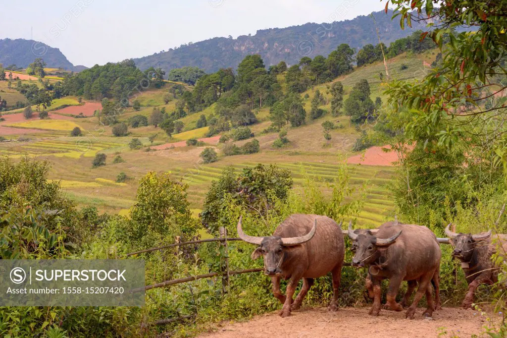 Kalaw, water buffalo, paddy field, hill, Shan State, Myanmar (Burma)