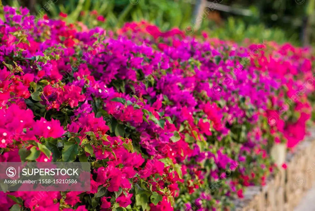 British Virgin Islands, Virgin Gorda, The Bitter End, bougainvilla flowers