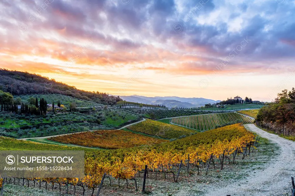 Farmhouse surrounded by vineyards at sunrise, Gaiole in Chianti, Siena province, Tuscany, Italy,