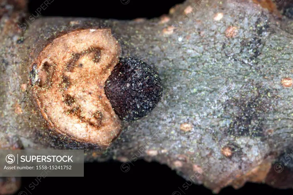 Leaf scar of Common Ash (Fraxinus excelsior)