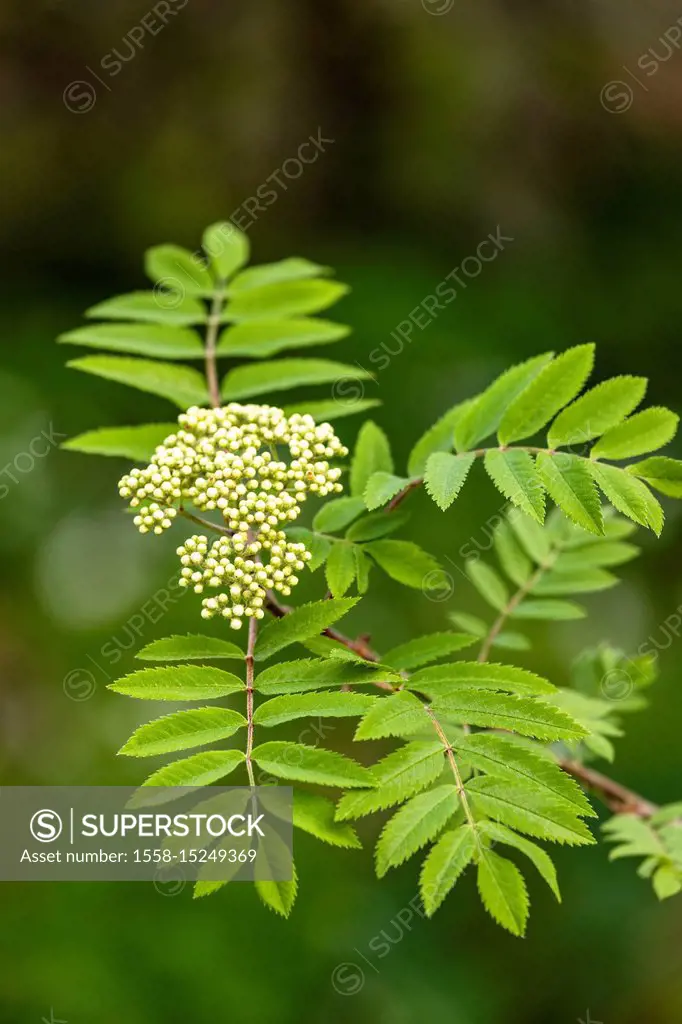 Inflorescence of rowan (Sorbus aucuparia), leaves and buds,