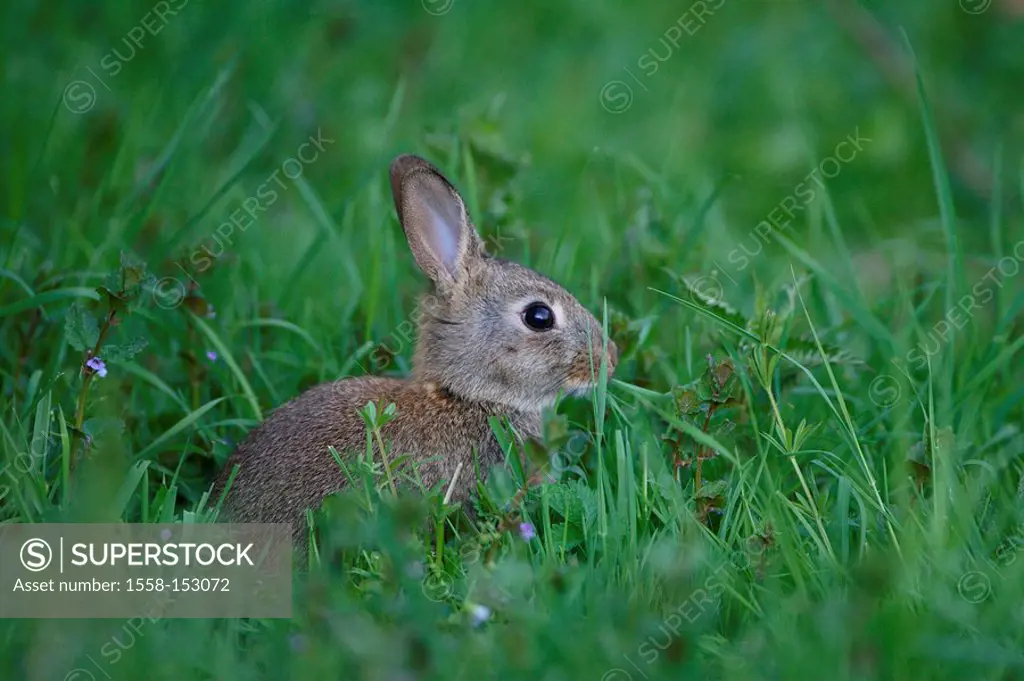 European Rabbits, Oryctolagus cuniculus, young, grass, eating,