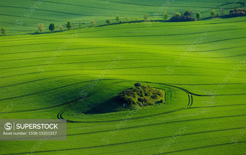 Spring seed, green field in the moraine landscape with island of hedges in the middle, Gross Roge, Mecklenburg Lake Plateau, Mecklenburg-Western Pomer...