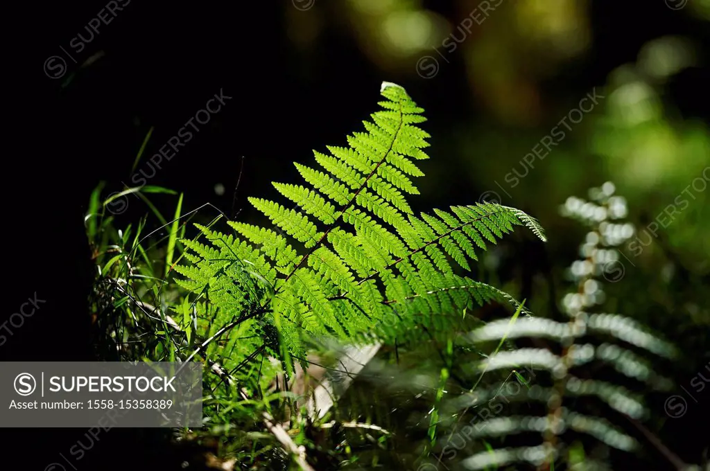 Ferns (Cyathea australis, Cyatheaceae) Rainforest, Dandenong Ranges National Park, Melbourne, Victoria, Australia, Oceania
