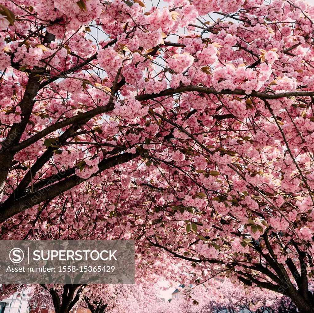 Cherry Blossom Avenue in Bielefeld,