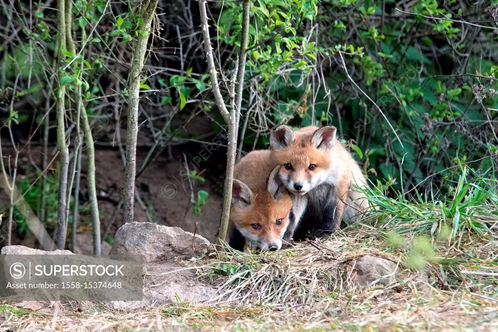 two young red foxes