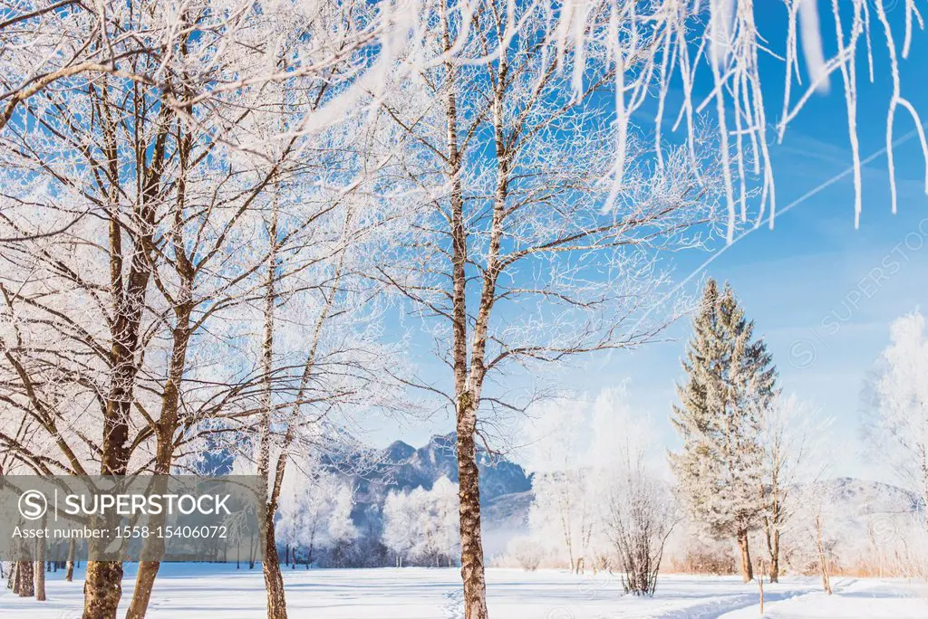 Winter landscape with hoarfrost in Bavaria at the Kochelsee