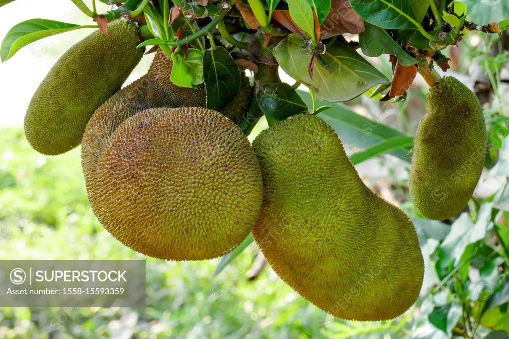 Jackfruit on the Tree, Plantation