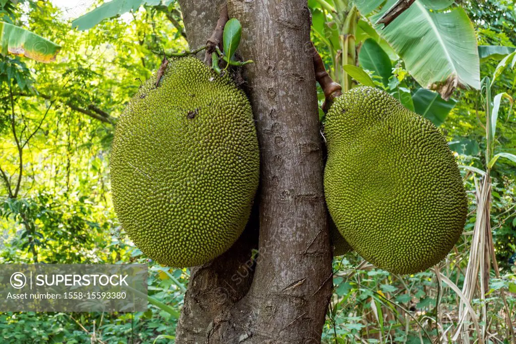 Jackfruit on the Tree, Plantation