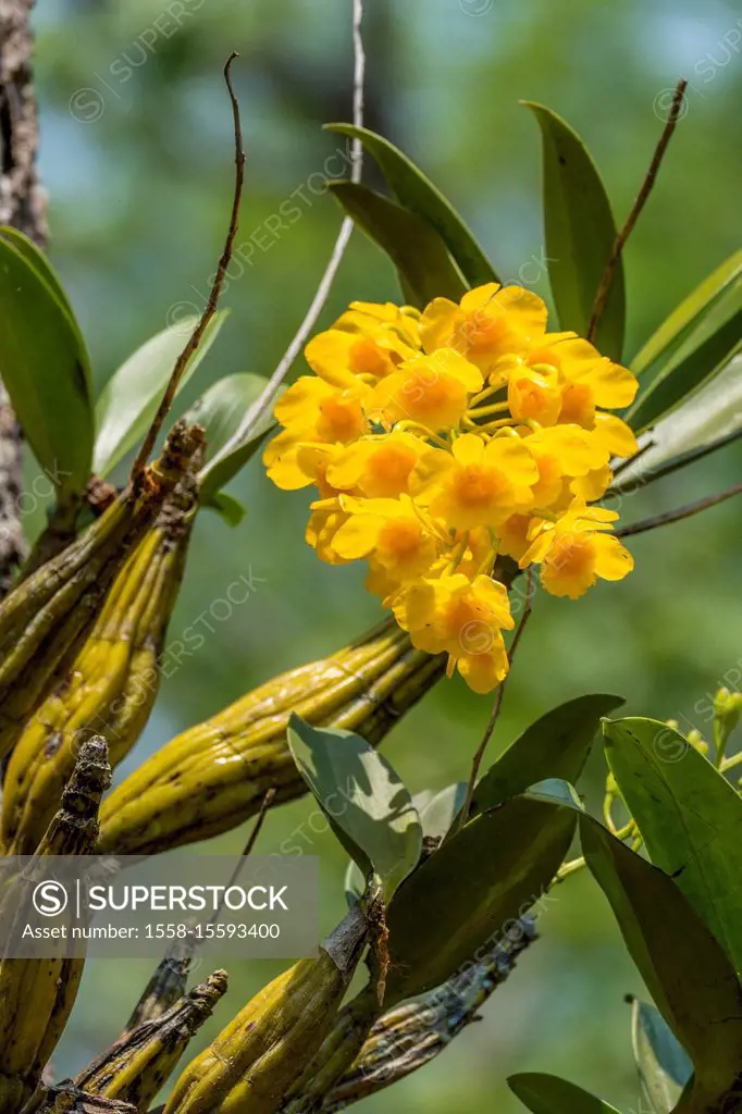 Orchid on the tree, Thailand