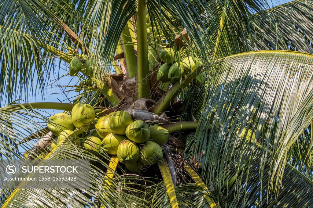 Coconut Cultivation, Palm Tree