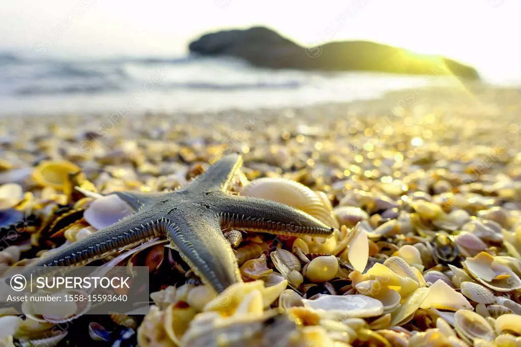 Shells and starfish on the beach