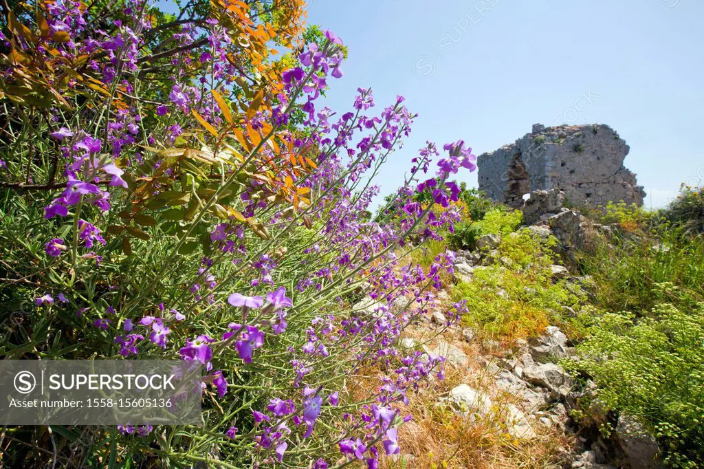 wild hoary stock in the ruin Paleo Kástro in Greece