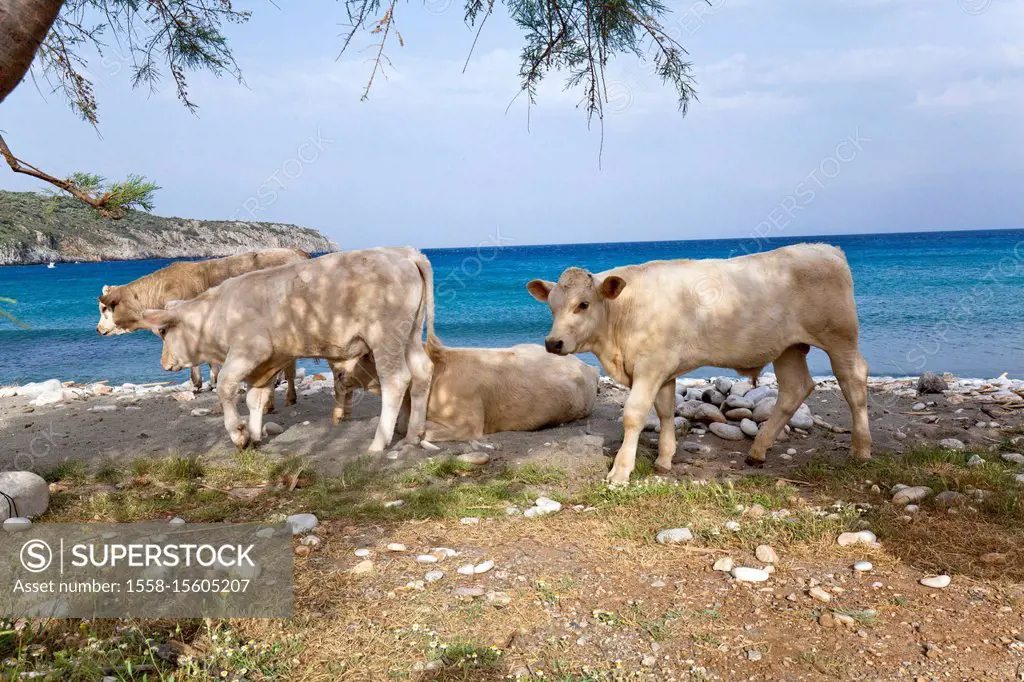 free-range cattle at the seashore in Greece