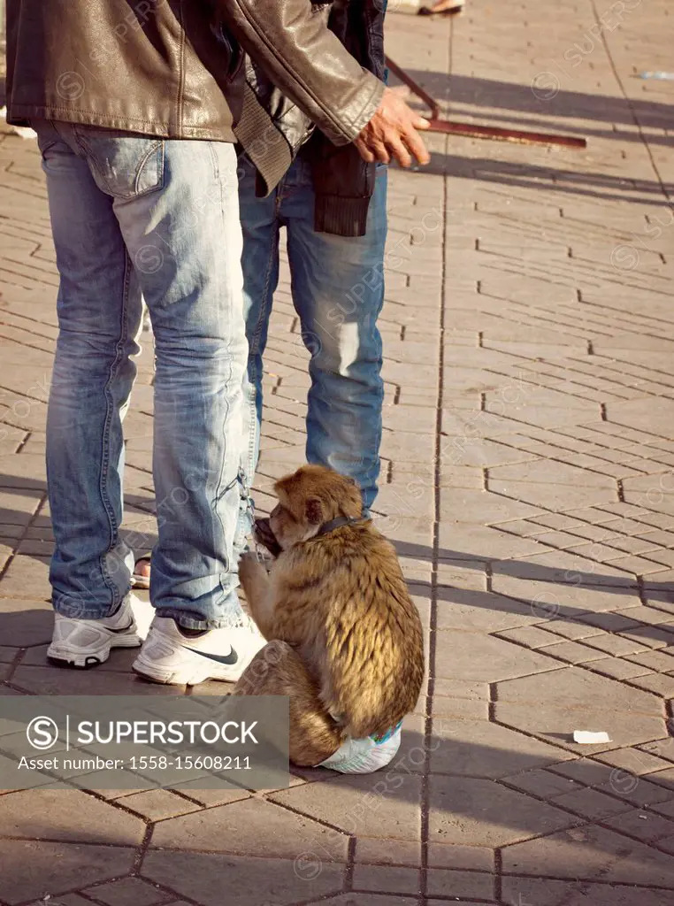 Marrakech, monkey, Djemaa el Fna, Morocco