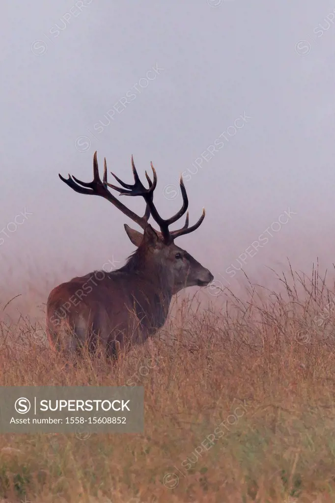 Cervid in morning mist