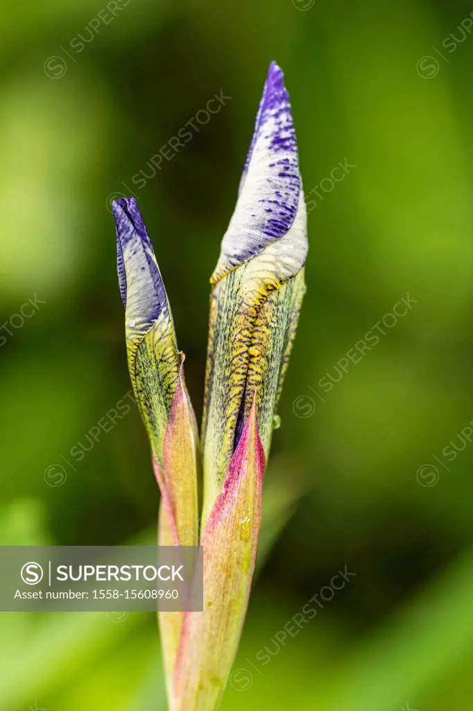 Siberian iris, Iris sibirica in the garden