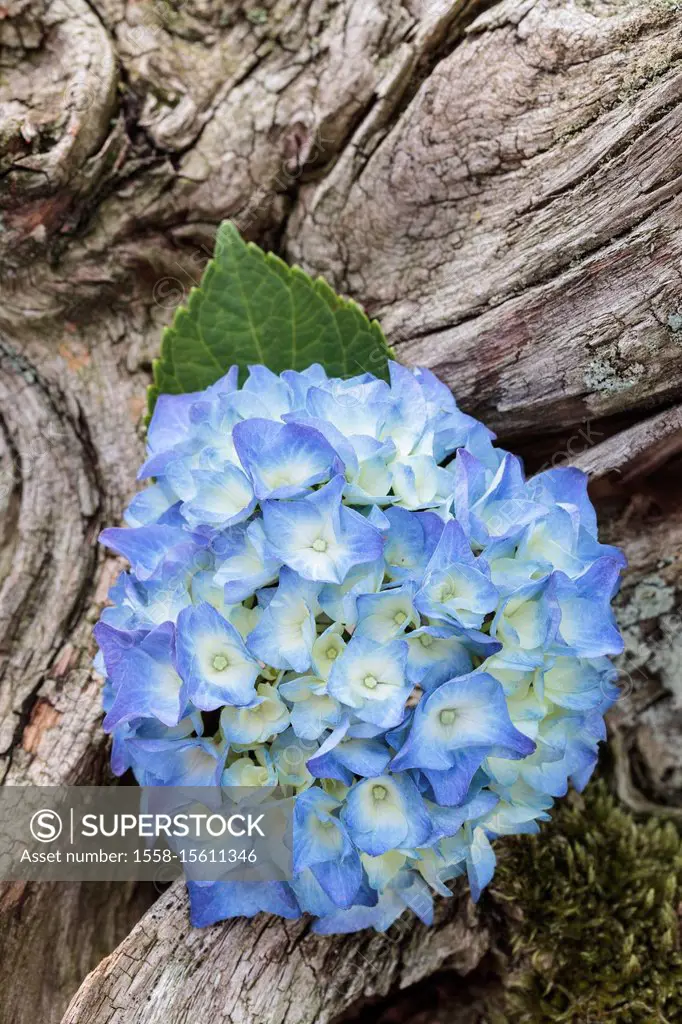 Blue hydrangea, wooden ground, close-up