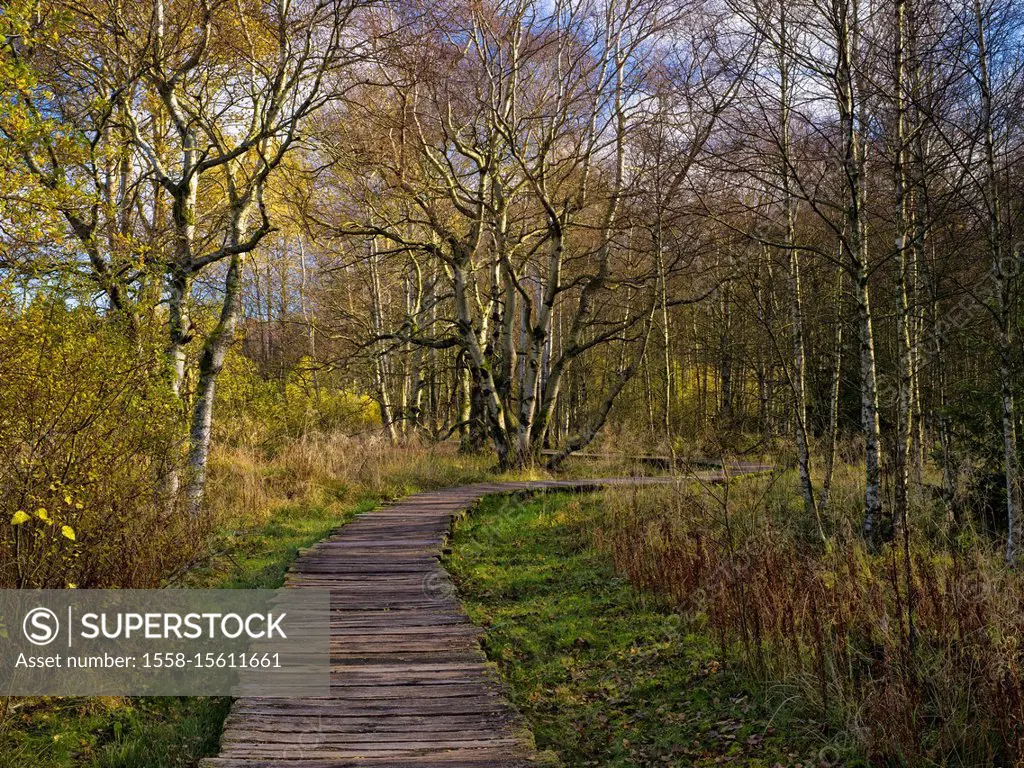 Germany, Bavaria, Rhön Biosphere Reserve, UNESCO biosphere reserve, Naturschutzgebiet Schwarzes Moor (nature reserve), autumn-colourful birches and wo...