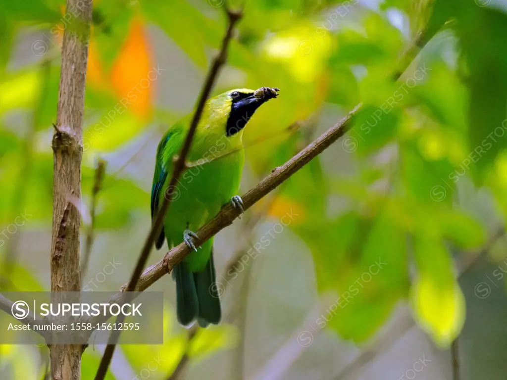 blue-winged leafbird male, (Chloropsis cochinchinensis), Kaeng Krachan, Thailand, Asia