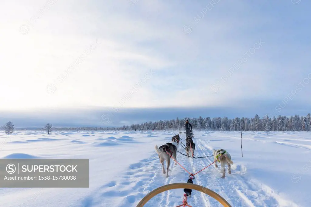 Finland, Lapland, winter, Enontekiö, dogsled