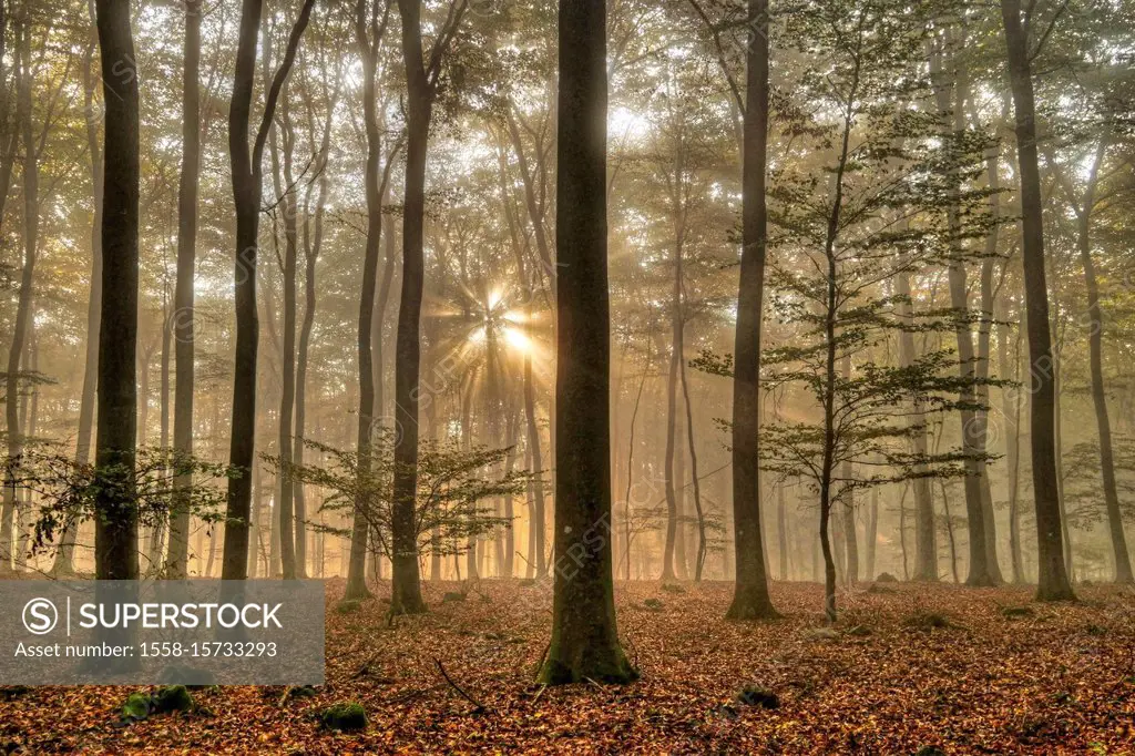 Autumn in the beech forest near Freudenburg, Saargau region, Rhineland-Palatinate, Germany