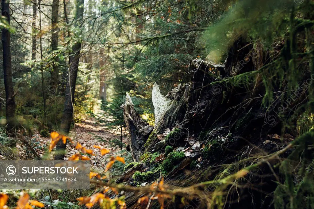 Autumn mood in the forest