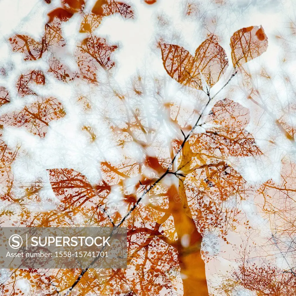 Autumn leaves in the forest in backlight, close-up