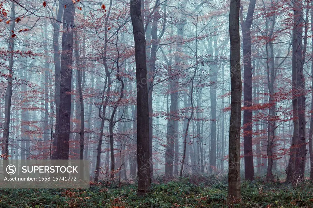 Autumn forest in fog