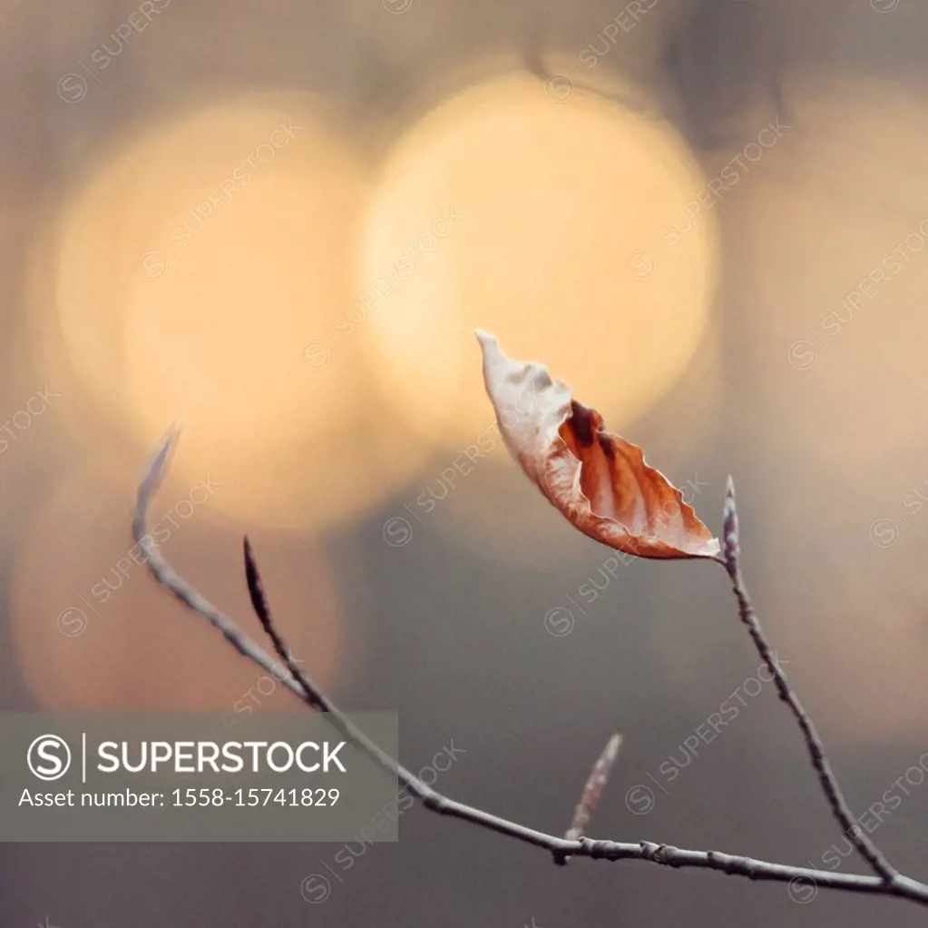 Branch with withered leaf, close-up