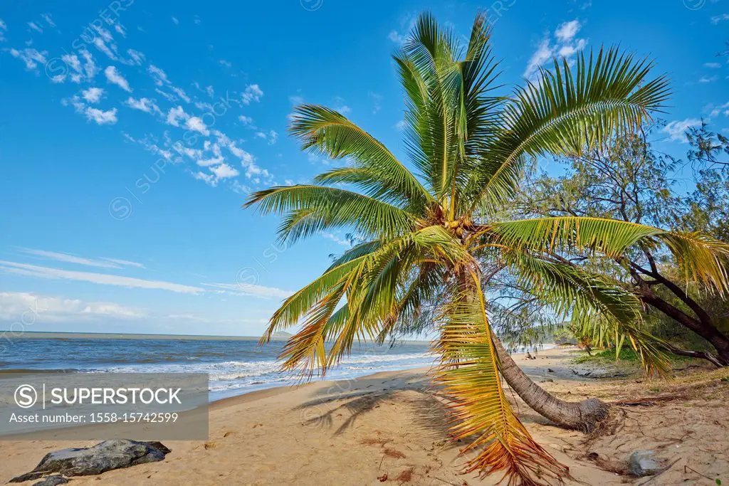 coconut palms, Cocos nucifera, in the morning at Clifton Beach in spring, Queensland, Australia