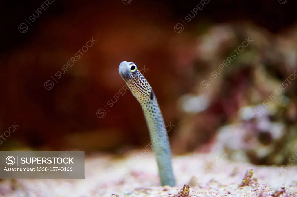 spotted garden eel (Heteroconger hassi), sideways, standing