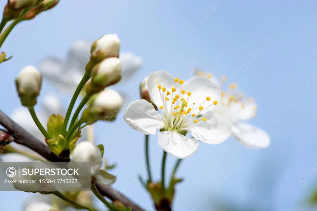 Flowers of sour cherry (Prunus cerasus).