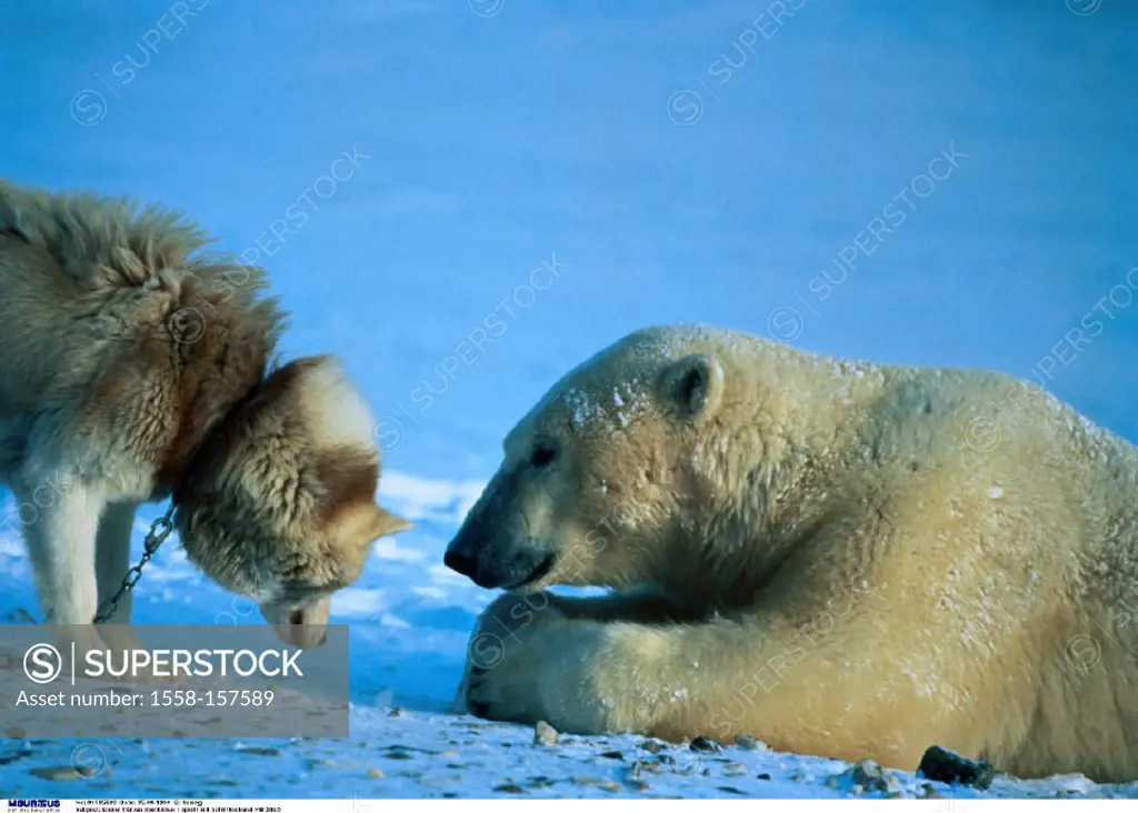 Polar bear, Sled dog, Game