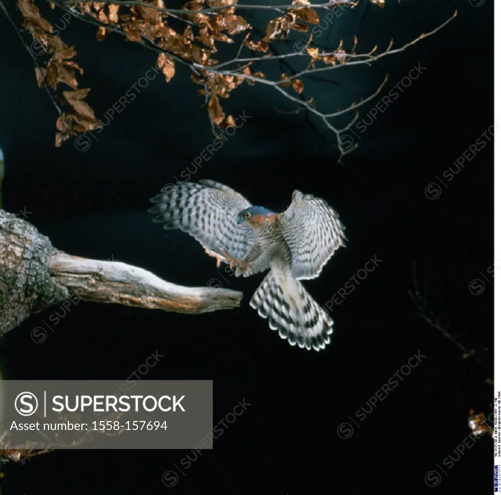 Sparrowhawk, Accipiter nisus, Approach