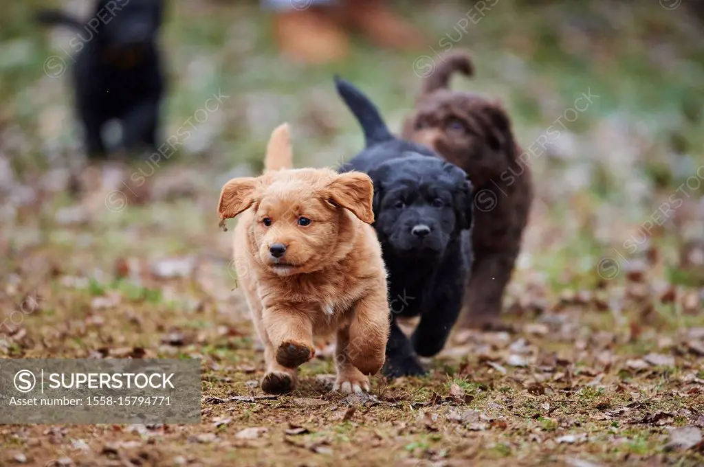 Labradoodle, puppy, meadow, frontal, run, look camera