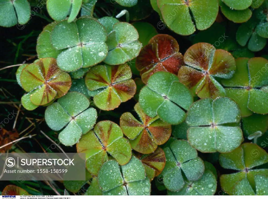 Aquatic fern, four-leafed, Aquatic ferns