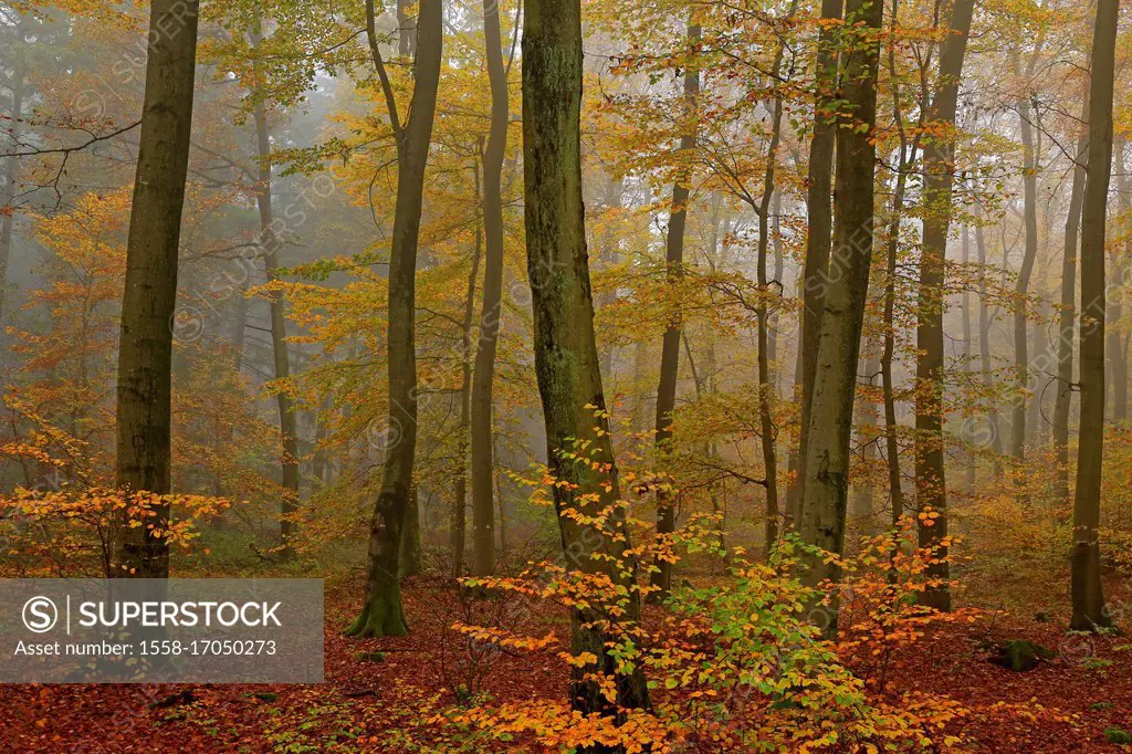 Beech forest in autumn, Freudenburg in Saargau, Saarburg, Rhineland-Palatinate, Germany
