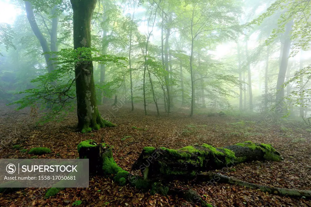 Beech forest, Kastel-Staadt, Saar Valley, Rhineland-Palatinate, Germany